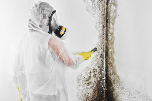 Best DIY Mold Remediation Support Services in Marshalltown, IA